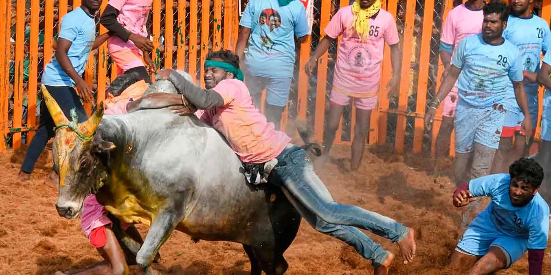  Alankanallur Jallikattu is now complete