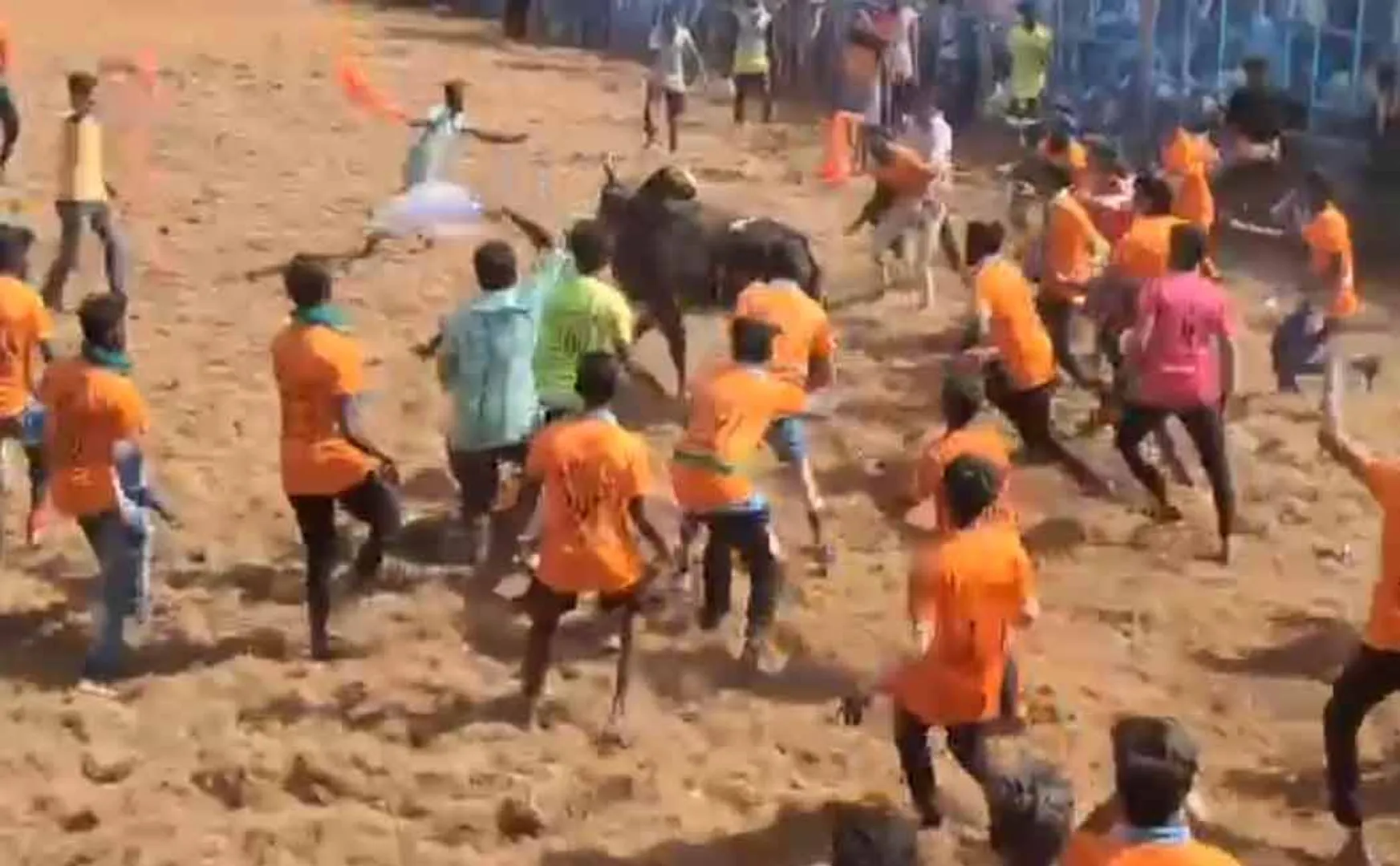 jallikattu held in karur district kulithalai 