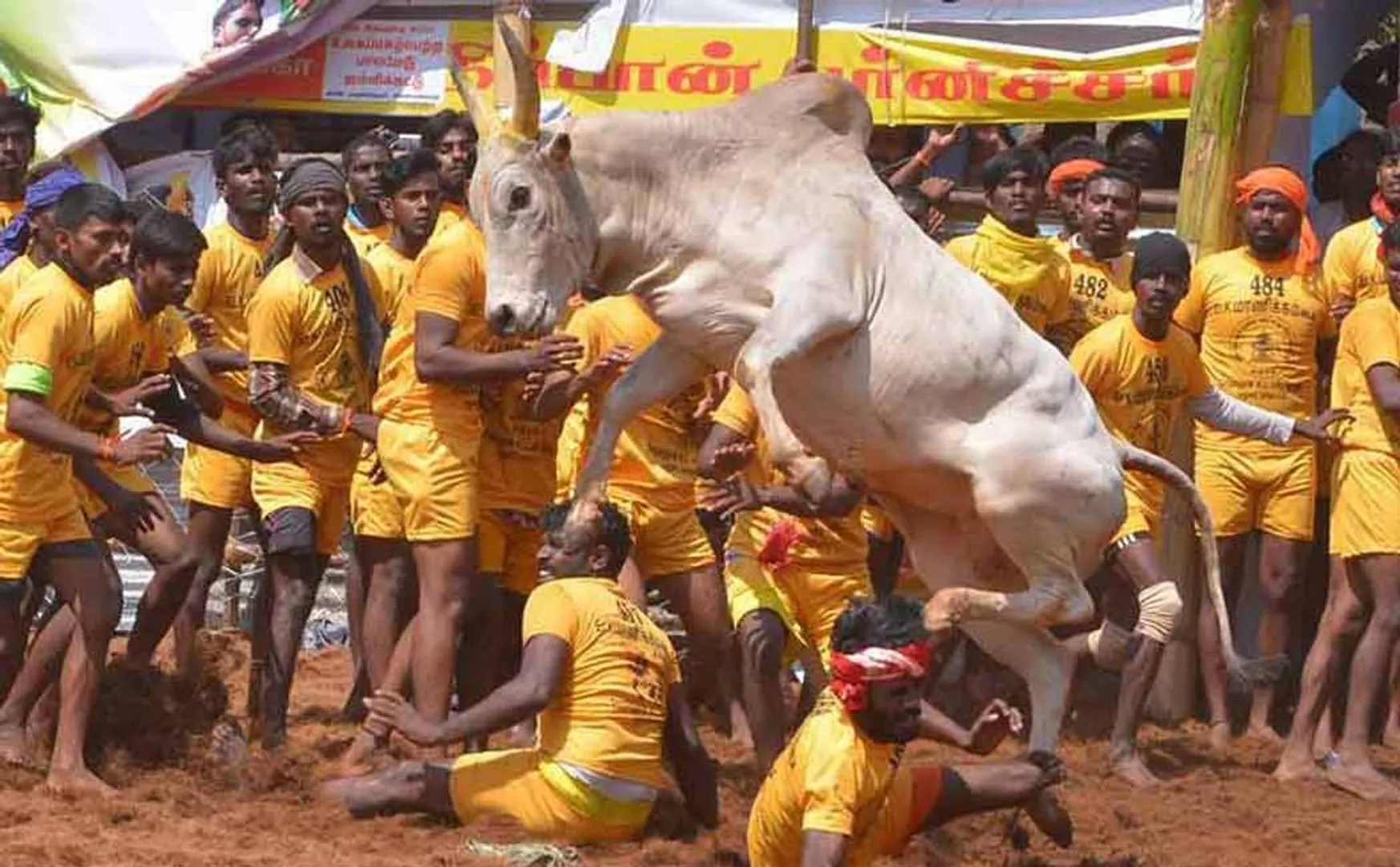 trichy district navalur kuttapattu jallikattu 