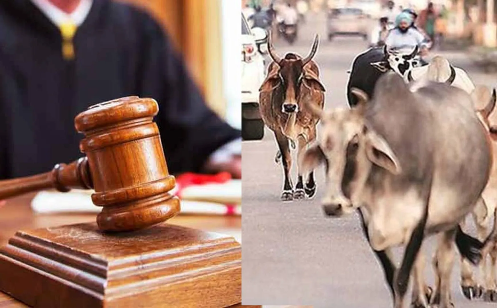 Gujarat court has said that if cow slaughter stopped, all problems solved