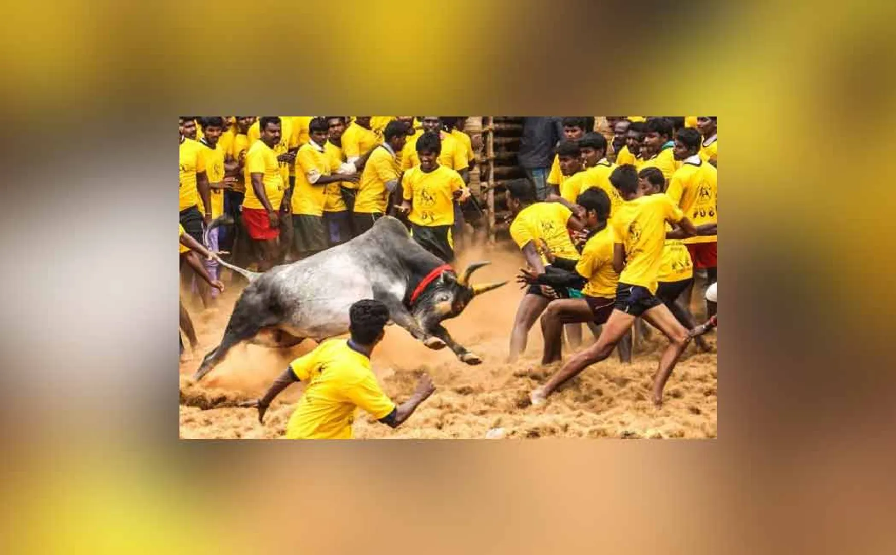 kavignar thamarai against jallikattu and jallikattu protective union statement