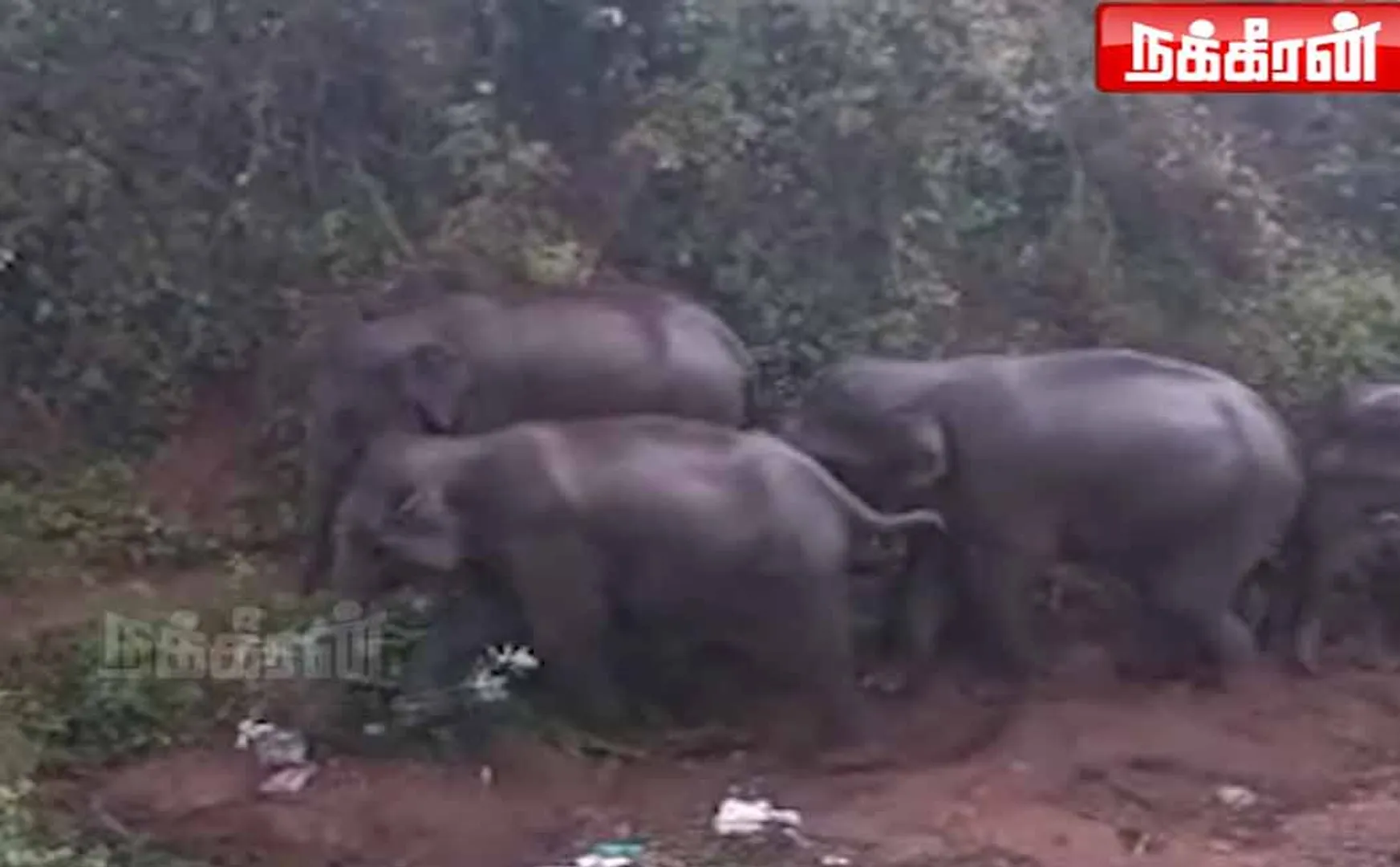 coimbatore dhaliyur elephant viral video