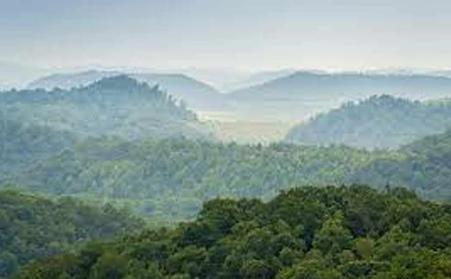 Deer issue forest officers fined 