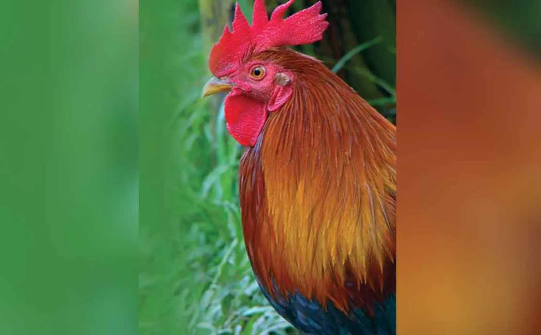 cuddalore hen incident 64 years old woman involved 
