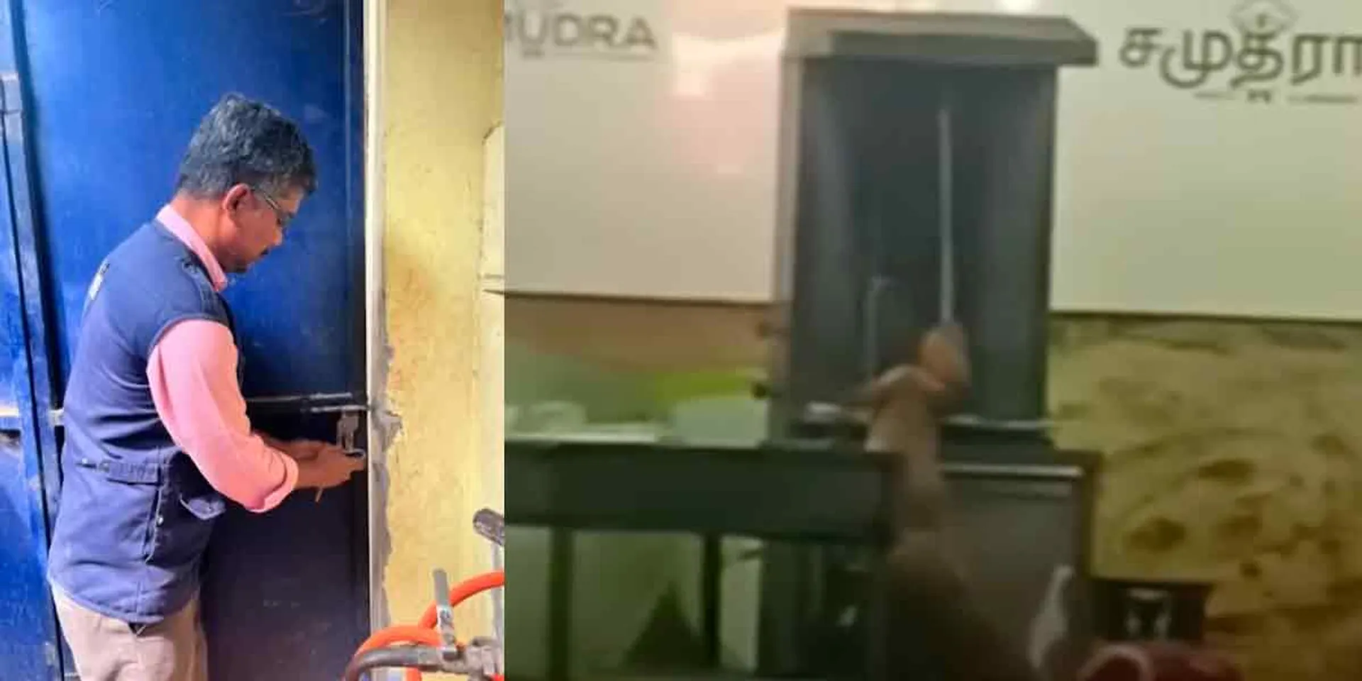 Chicken shawarma eaten by a stray dog-seal for popular hotel