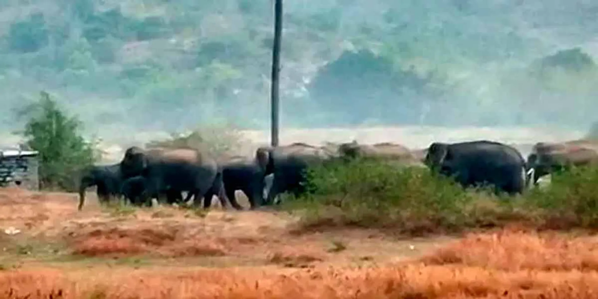 20 wild elephants suddenly camped; Forest Department under continuous surveillance