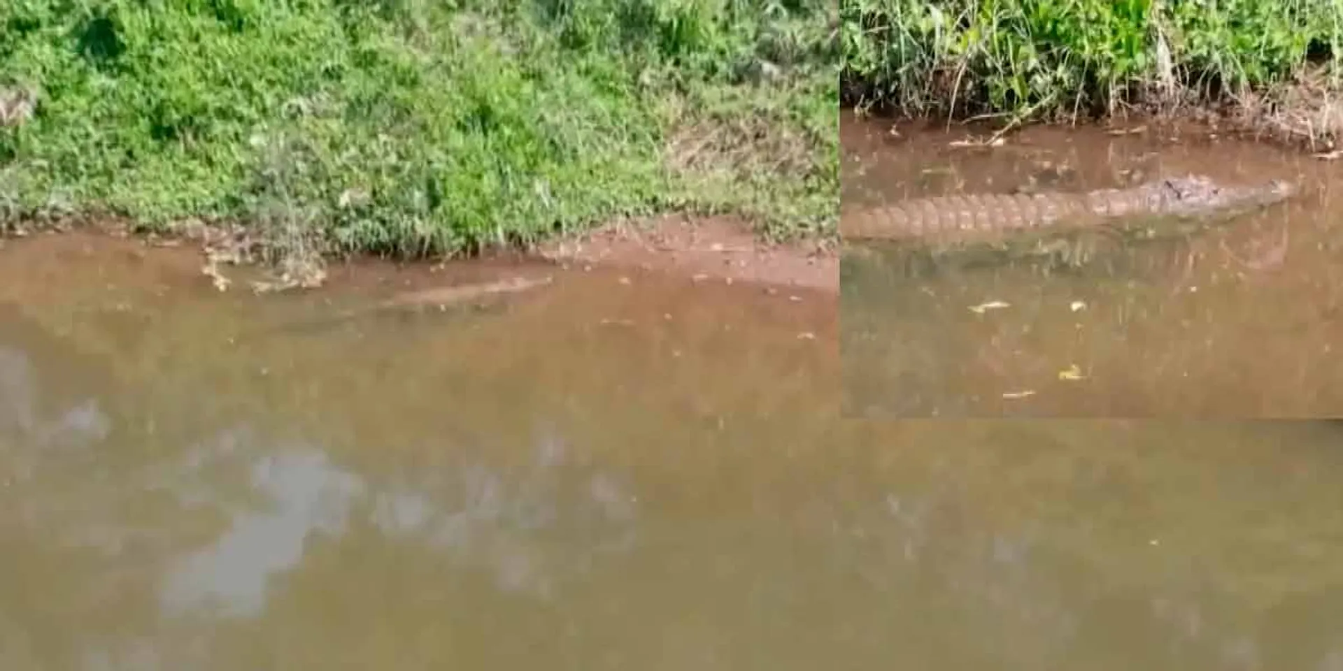  Crocodile in Amaravati River; Warning to the public