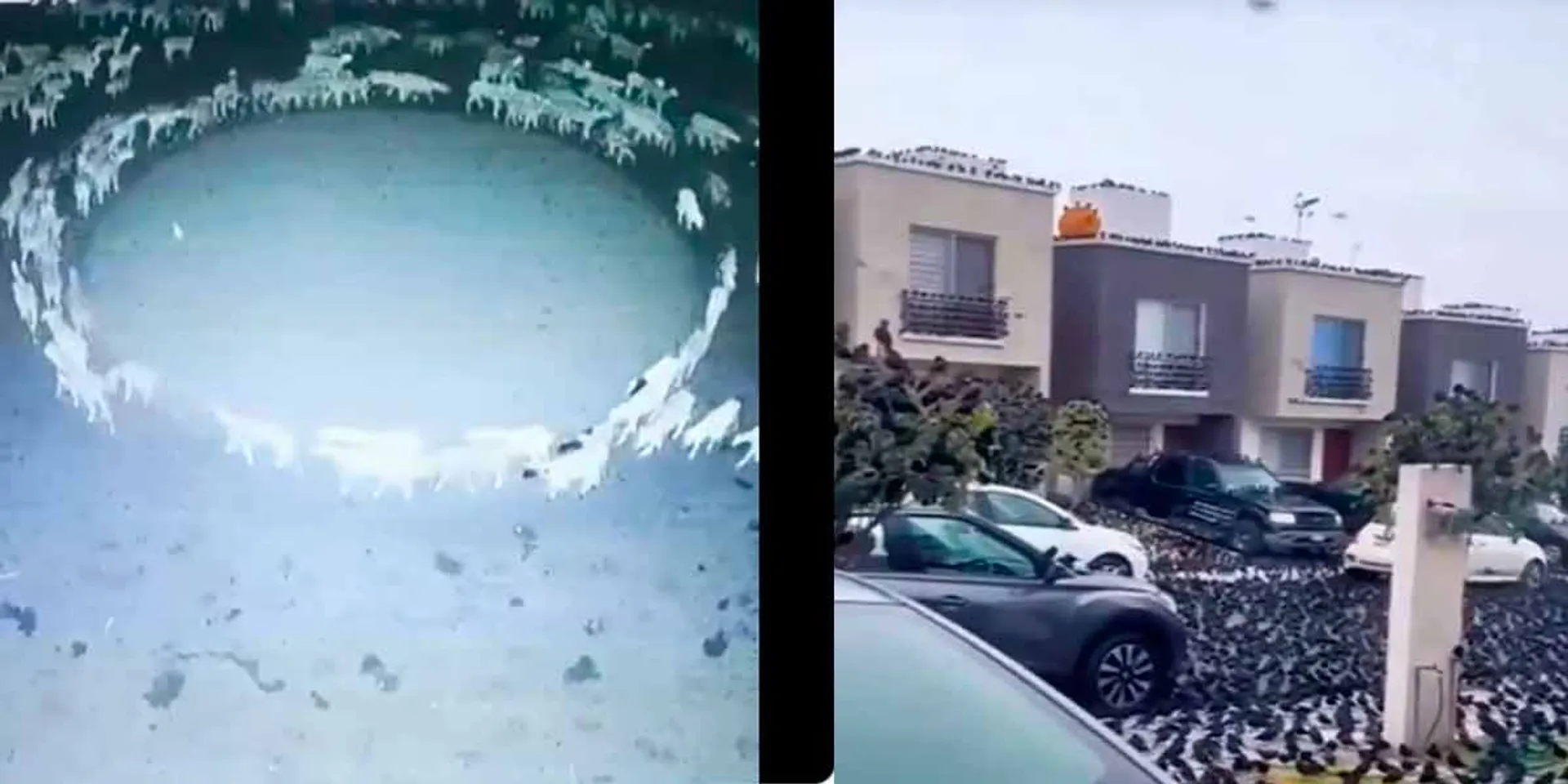  Crows gathered in one place; Circling Goats—A Baffling Mystery