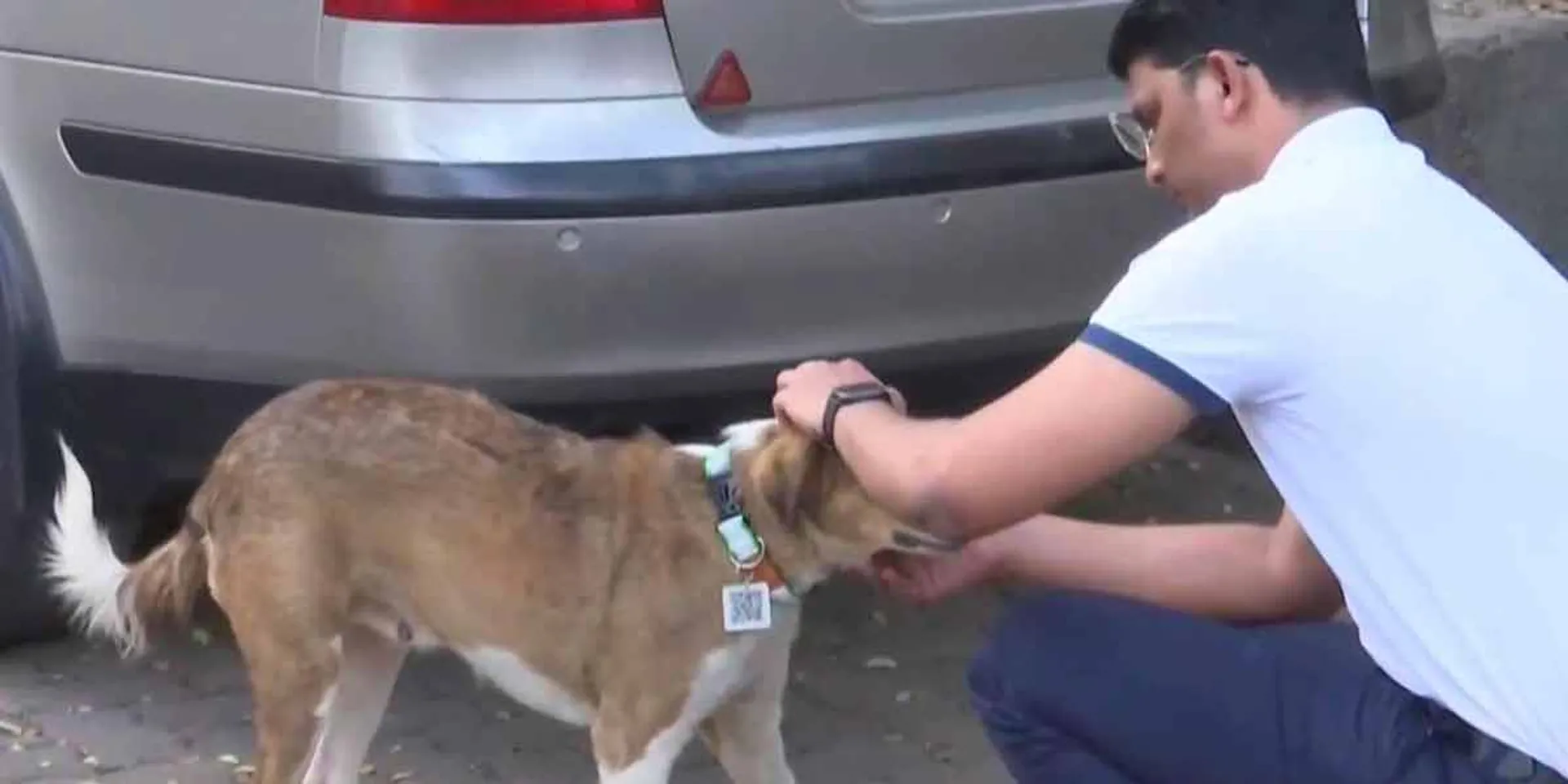 QR Code to Track Stray Dogs; Kudos to the Engineer