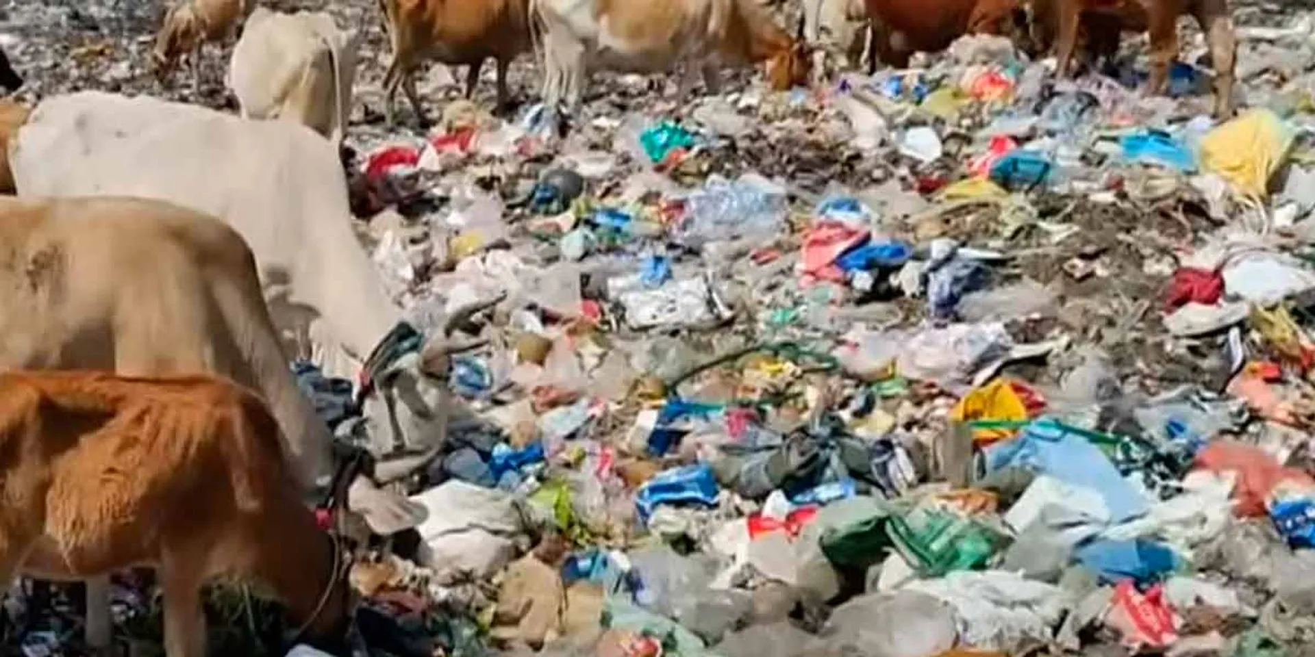 Cows graze on pharmaceutical waste; Public complaint