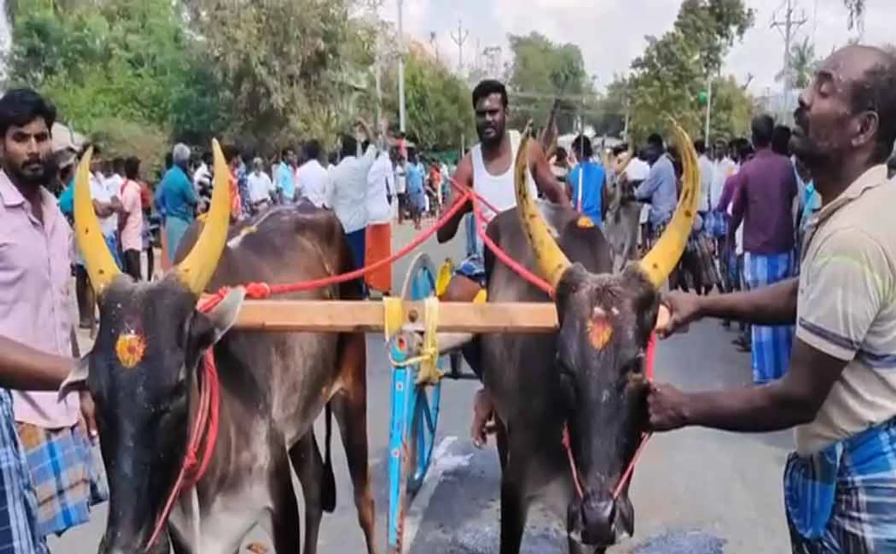 karur kulithalai bullock elkai race competition 