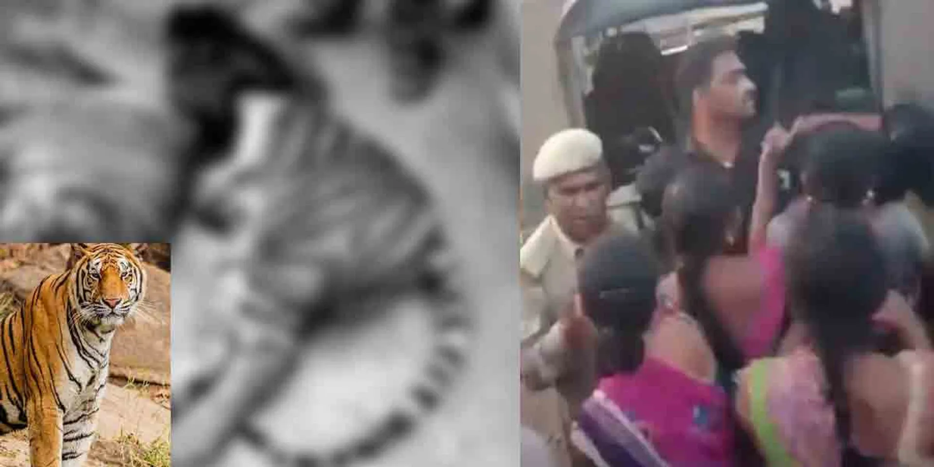  12 people arrested for cooking and eating tiger; excitement in Akappallam