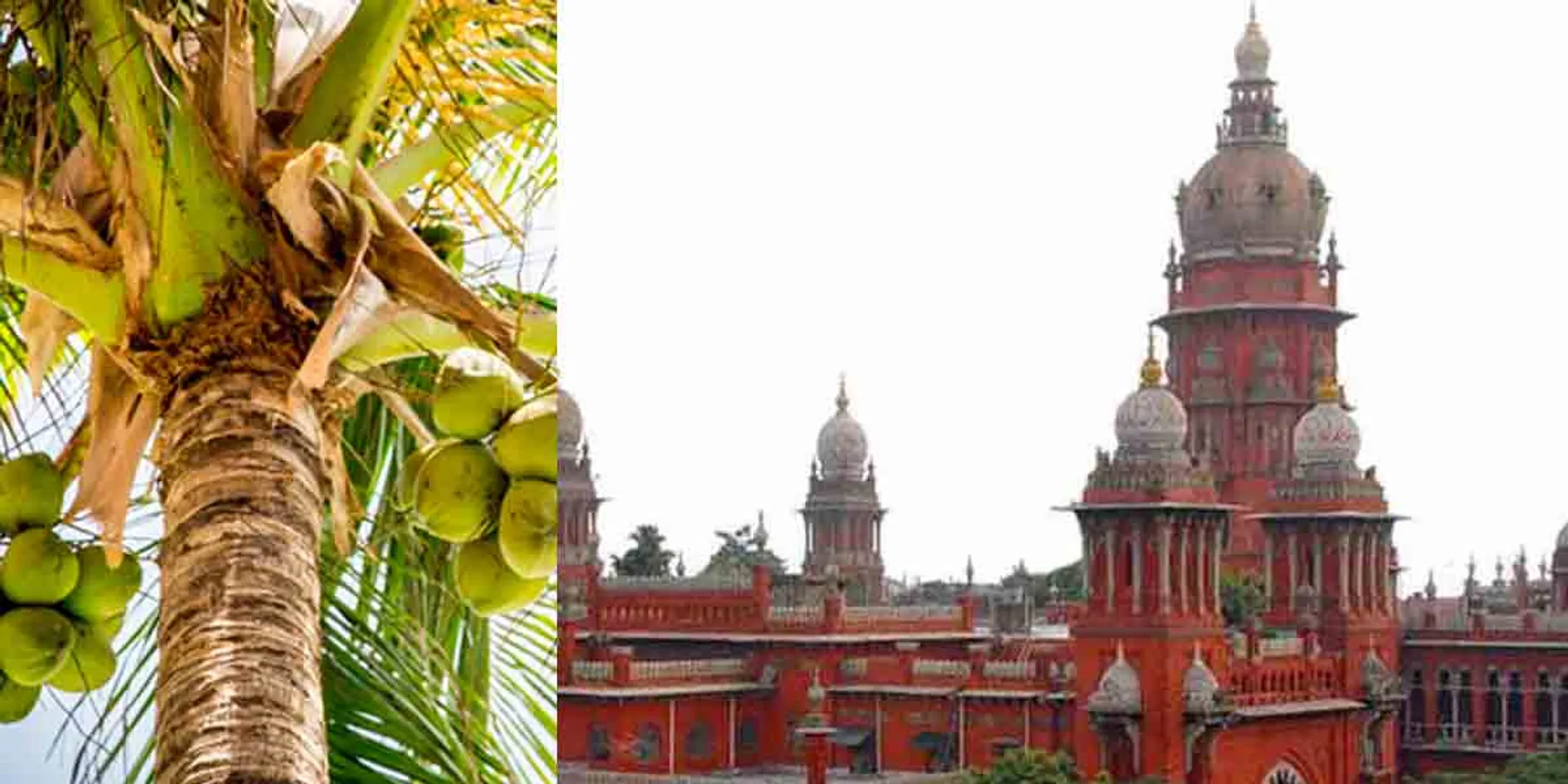  a neighbor's coconut tree that often damaged the roof; The court ordered the Tahsildar