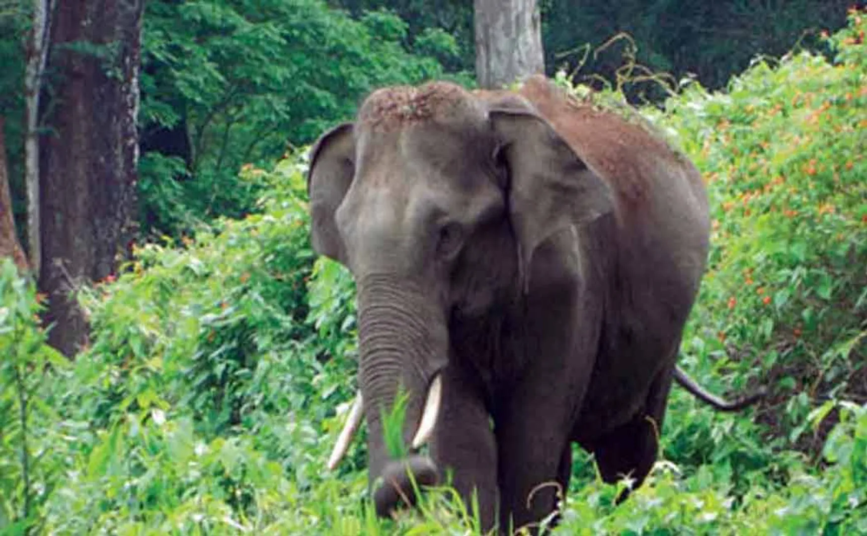 hosur farmers request to government crop insurance for elephant incident