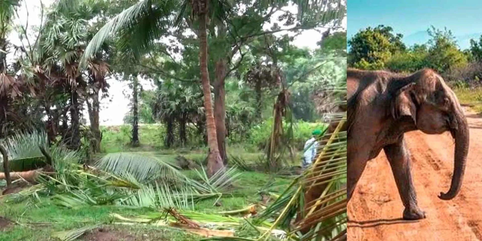 A wild elephant entered the village adjacent to Sanamavu