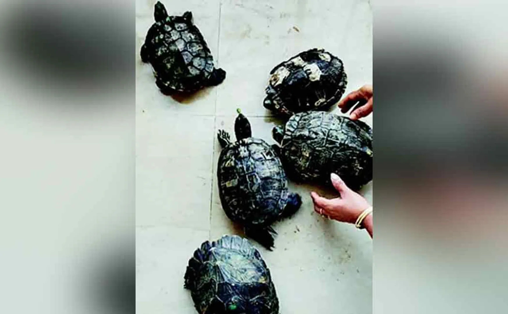 tortoise for meat in two youth caught by the police 