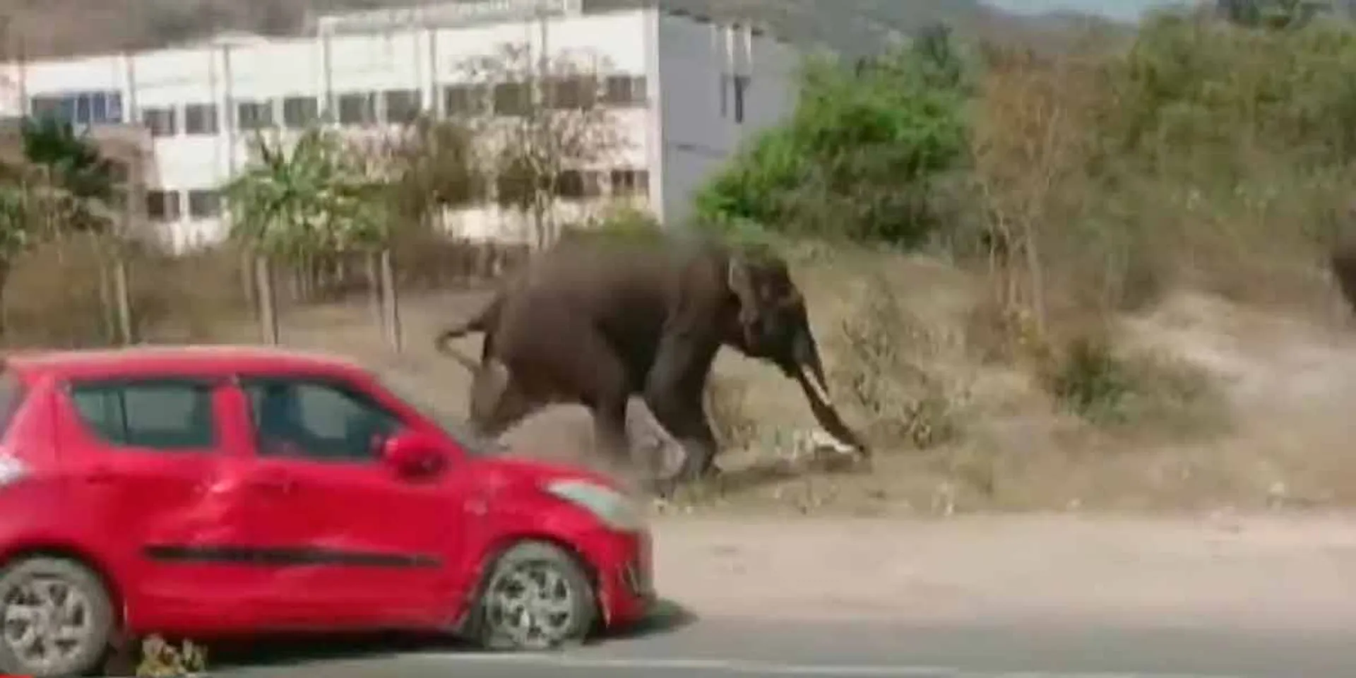  Wild elephants attack a car on the road; A viral video