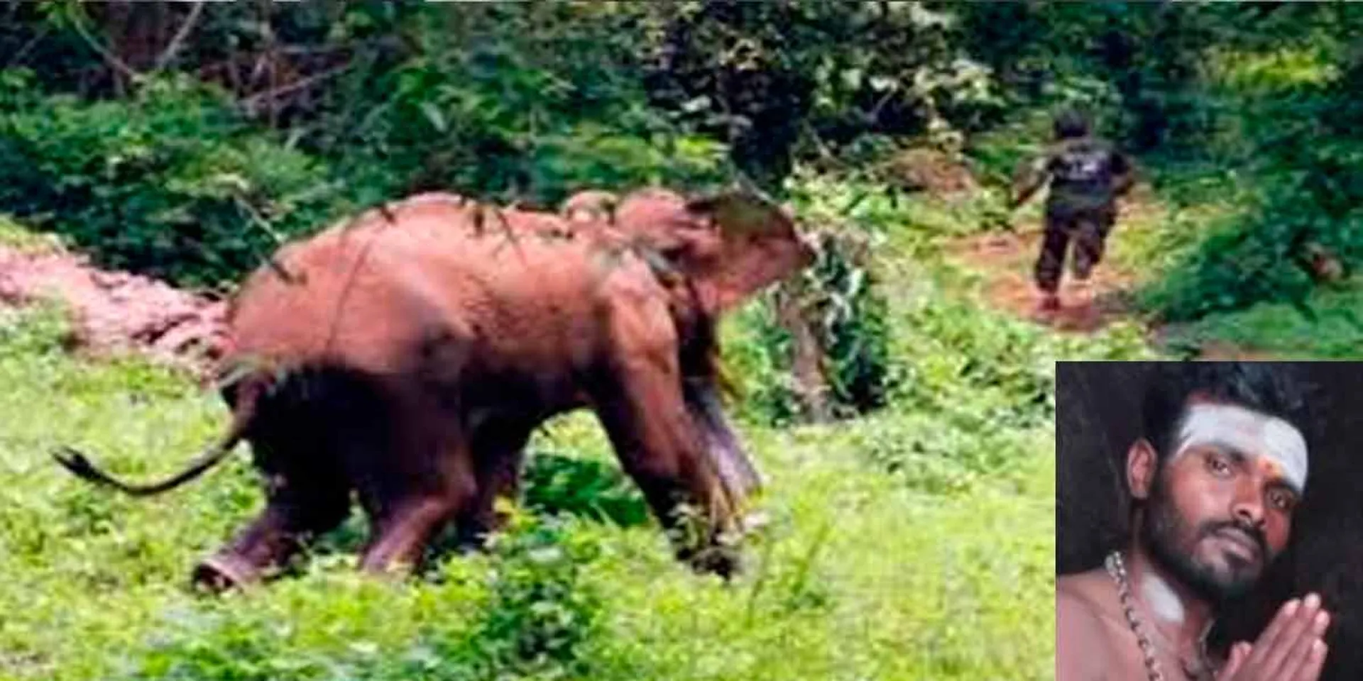 Man lost their life trying to take selfie with wild elephants