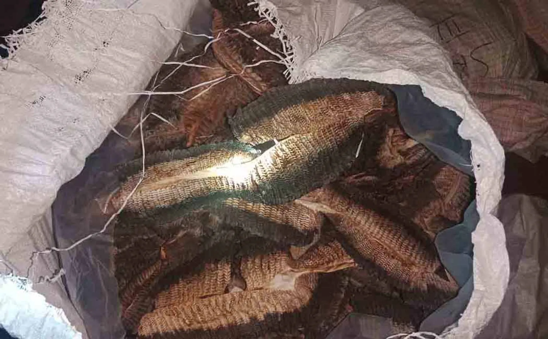 Police seized marine treasures that were being smuggled to China