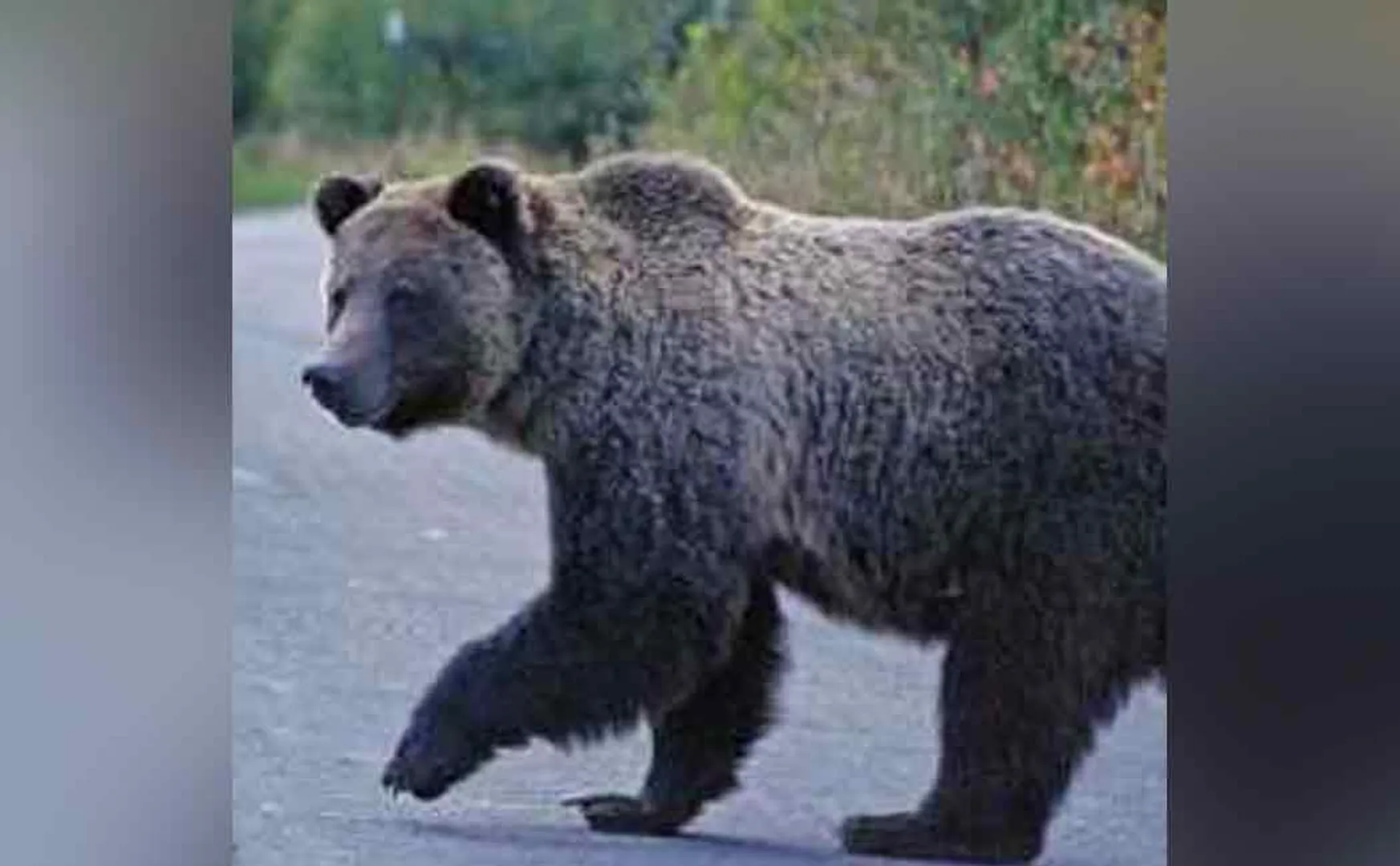villupuram genji bear movement public feared