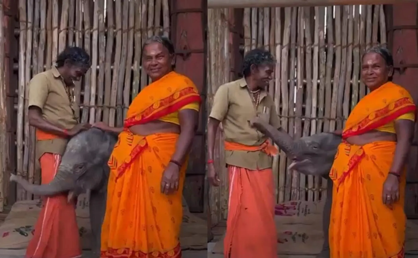 Dharmapuri baby elephant playing with bomman belly couples 