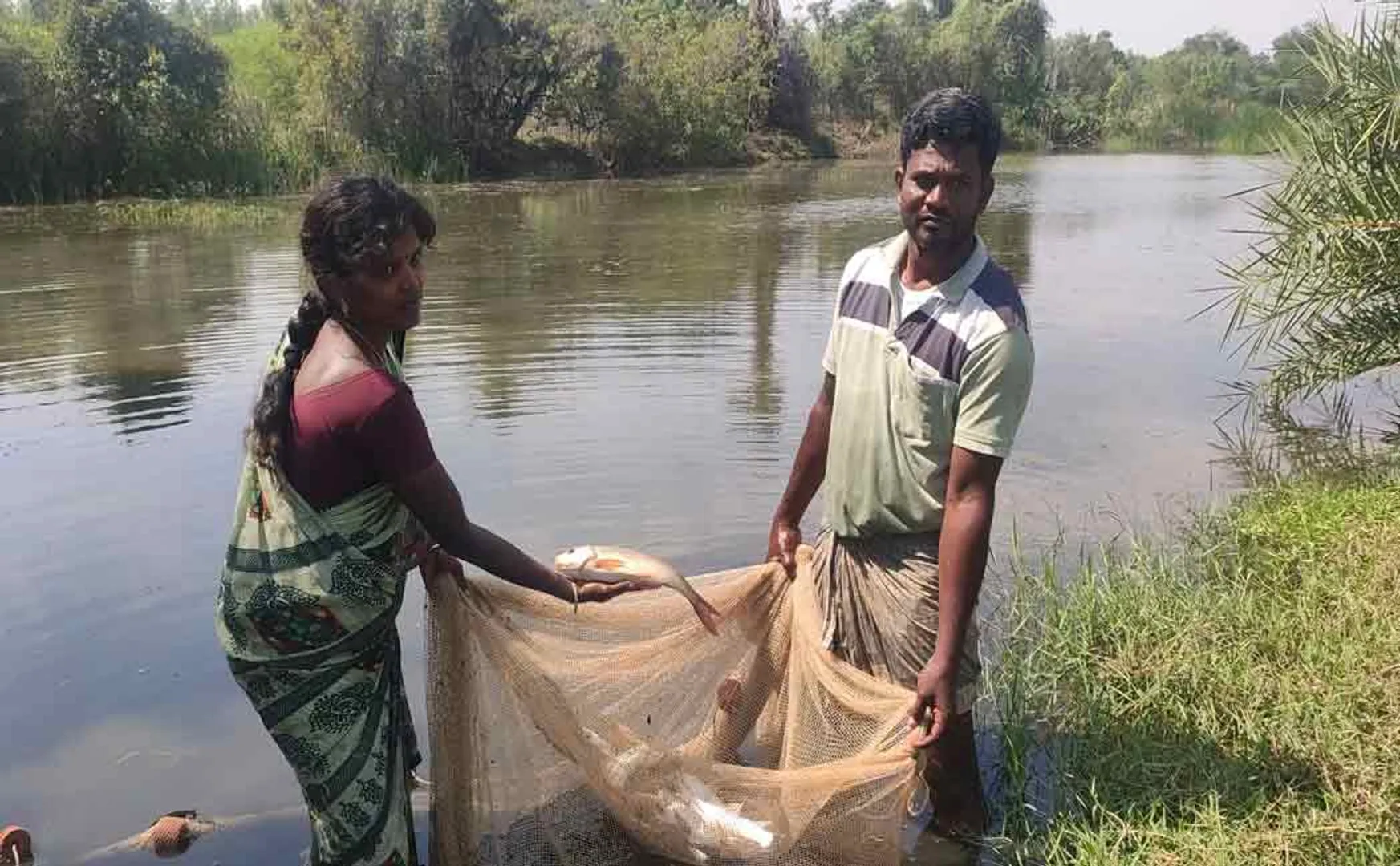 pudukkottai paramppur farmer couple fisheries for paddy field