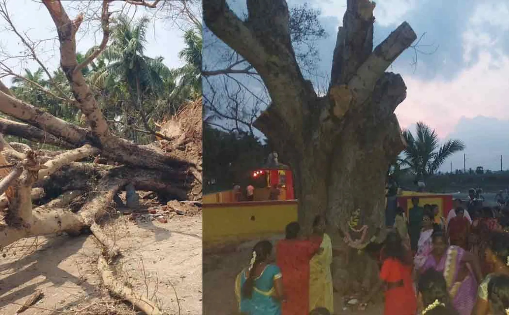 vellore kizhvaithiyaankuppam temple tree incident 