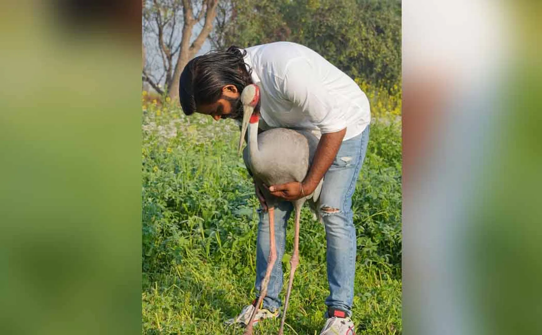 Uttarpradesh sarus crane arif kahan