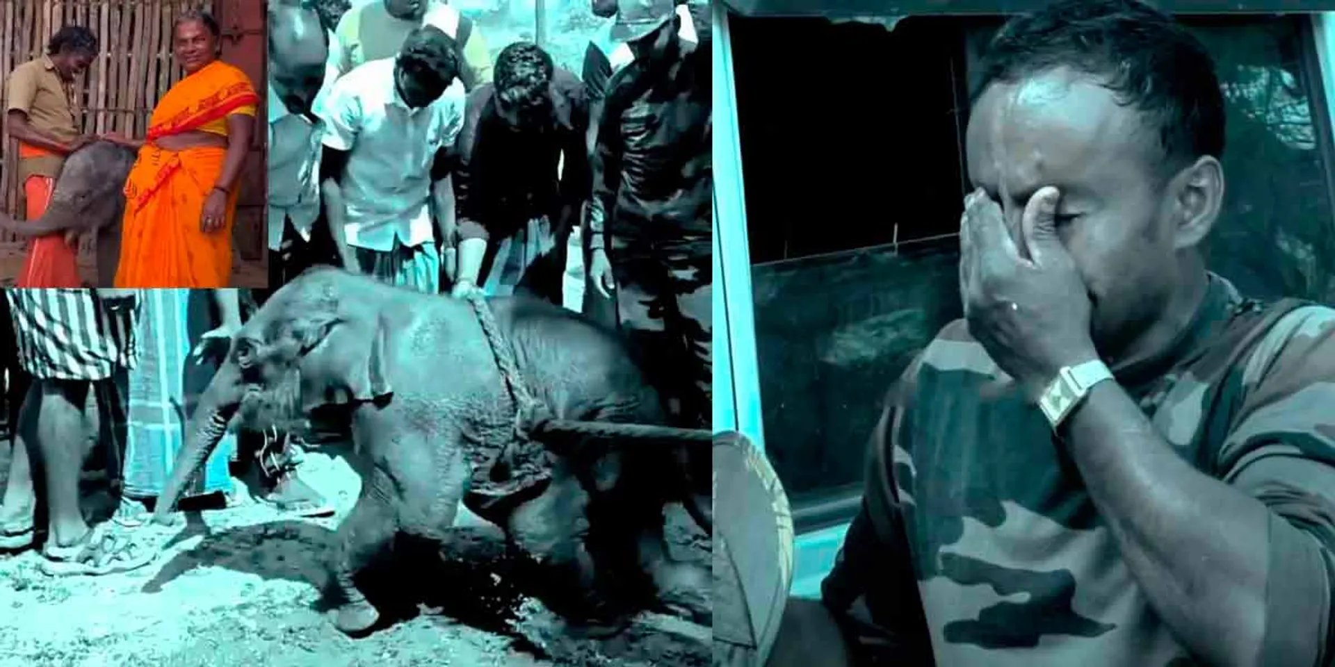 The loss their life of a baby elephant - Theppakadu in tragedy