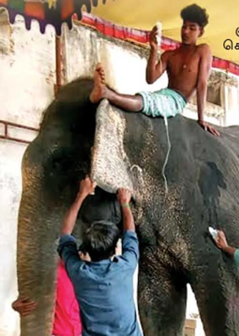 elephant