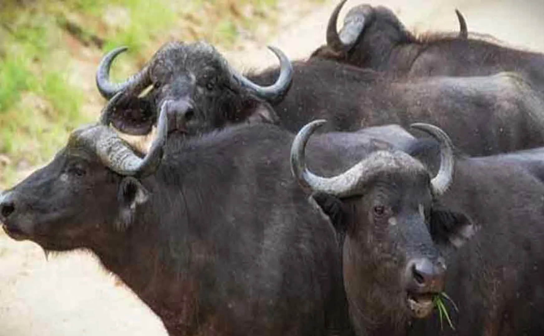 buffalo shifted from andhra to kerala incident police action taken