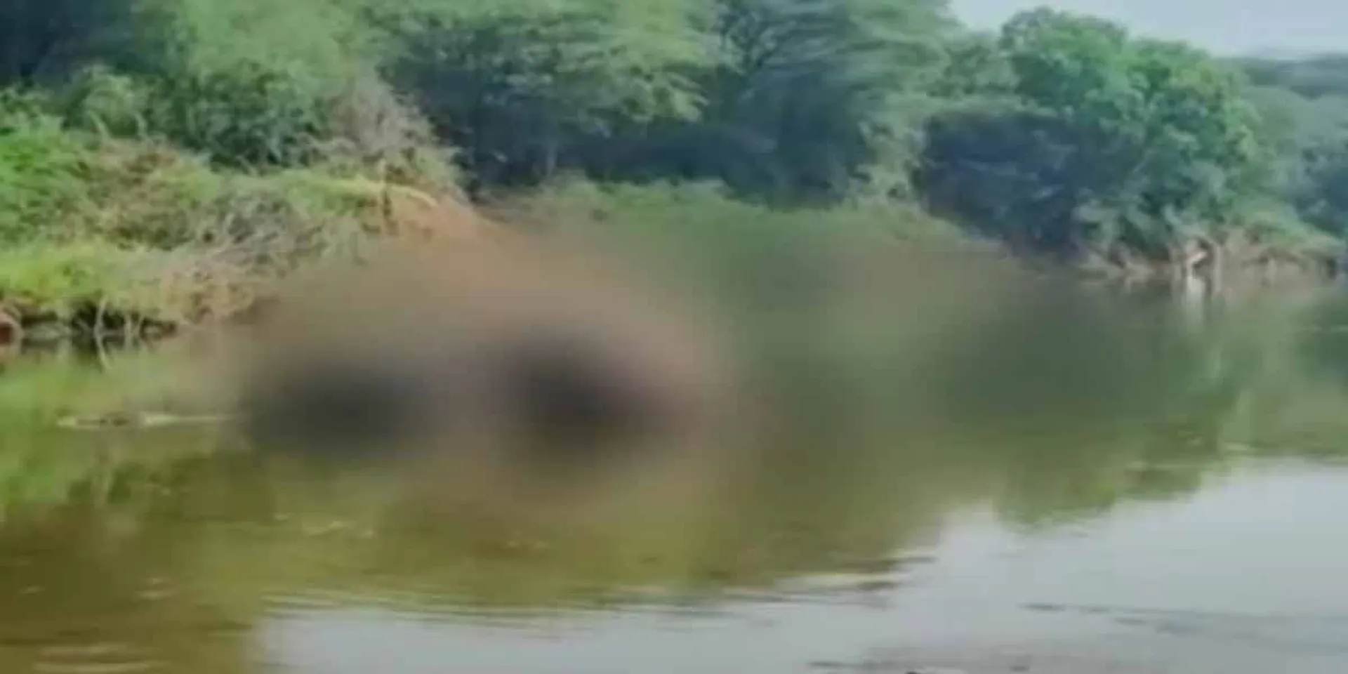 Two elephants loss their lives mysteriously; Forest Department investigation