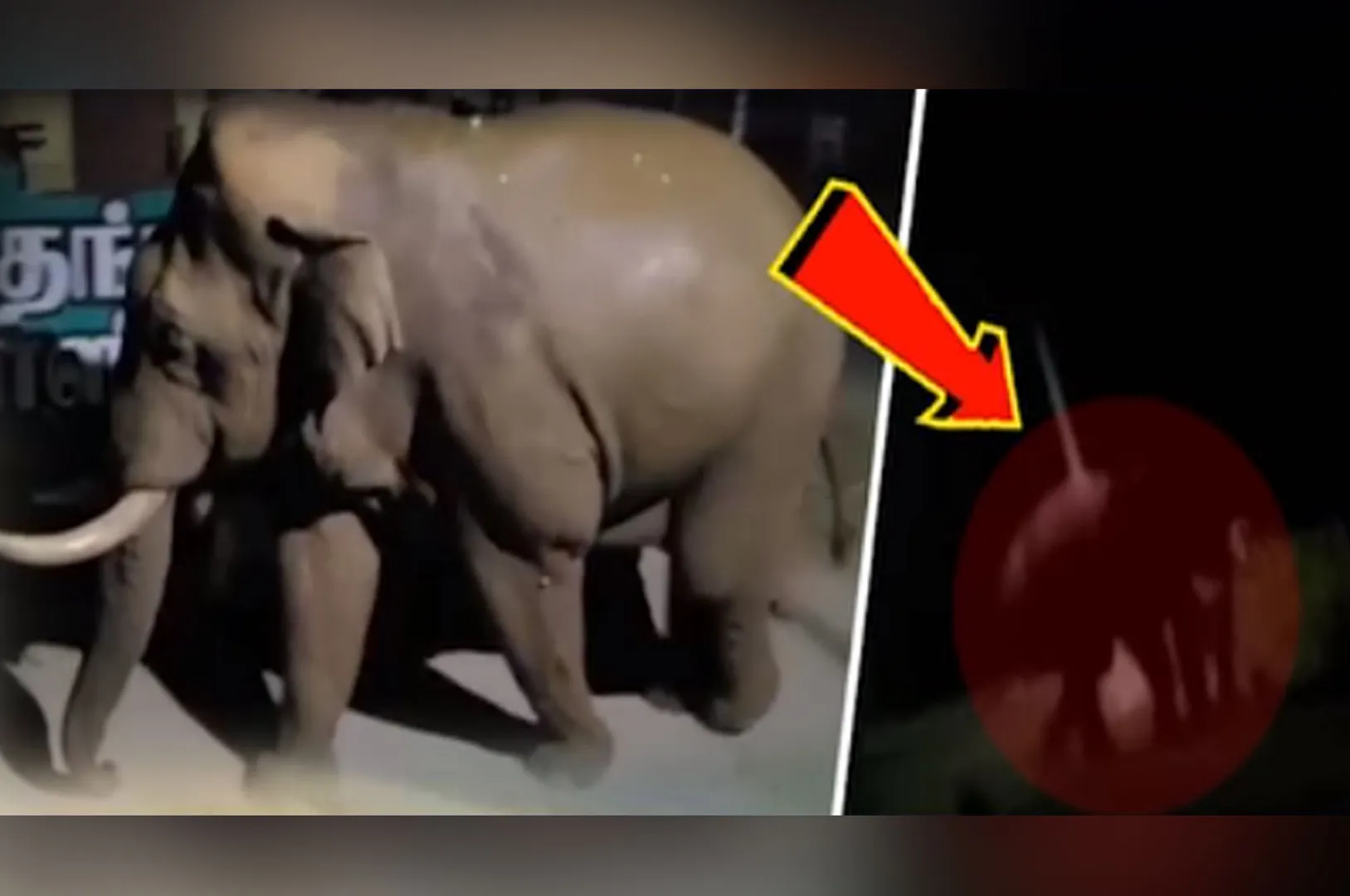 coimbatore elephant videos viral on social media