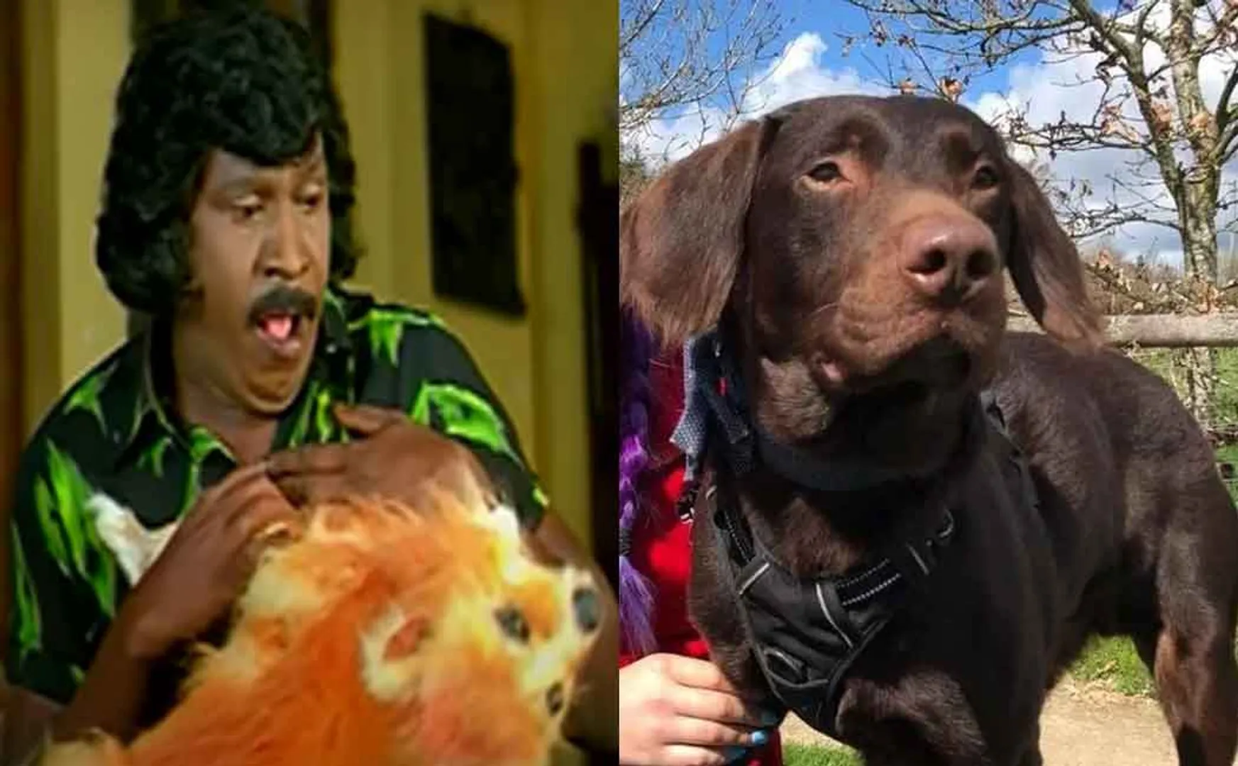 Dogs addicted to alcohol; People are shocked