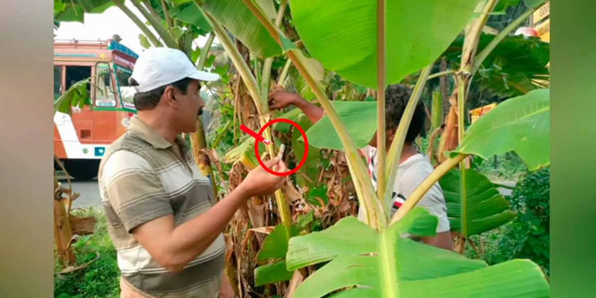 Bribe money rolled up in banana tree; Modern robbery of the check post