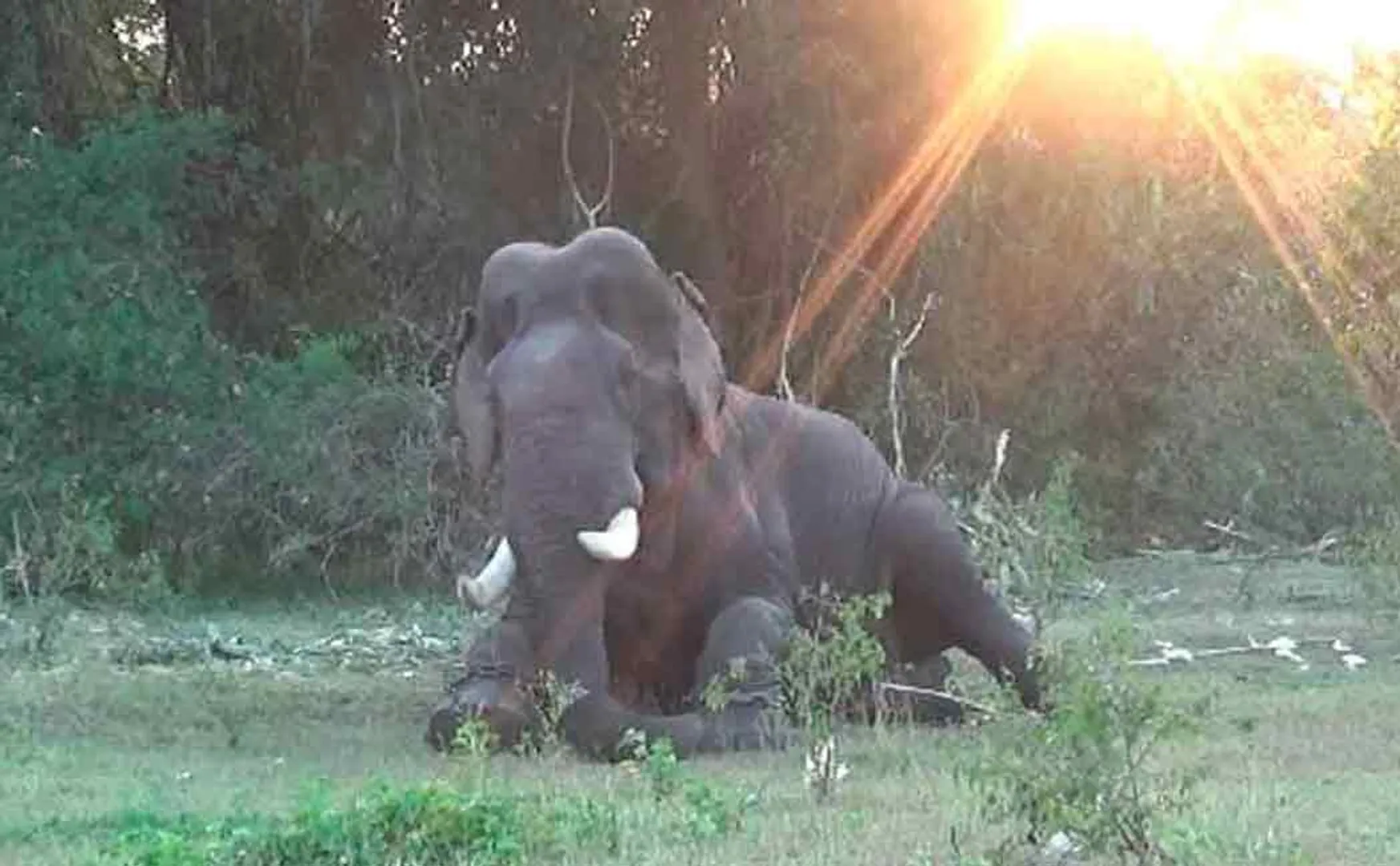 thalavadi elephant karuppan watches under cctv and surveillance by forest department