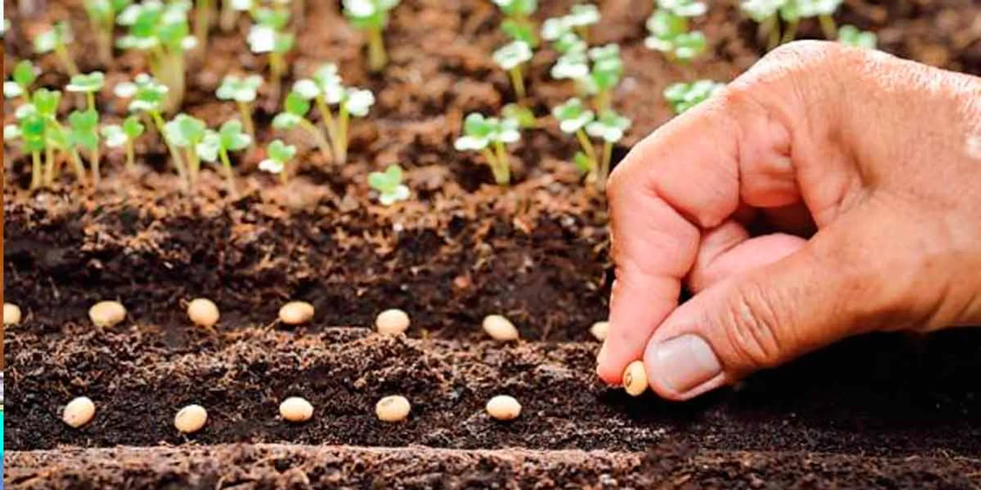 'Sale of seeds without registration certificate will cancel license' - Deputy Director of Seed Inspection, Erode district warns