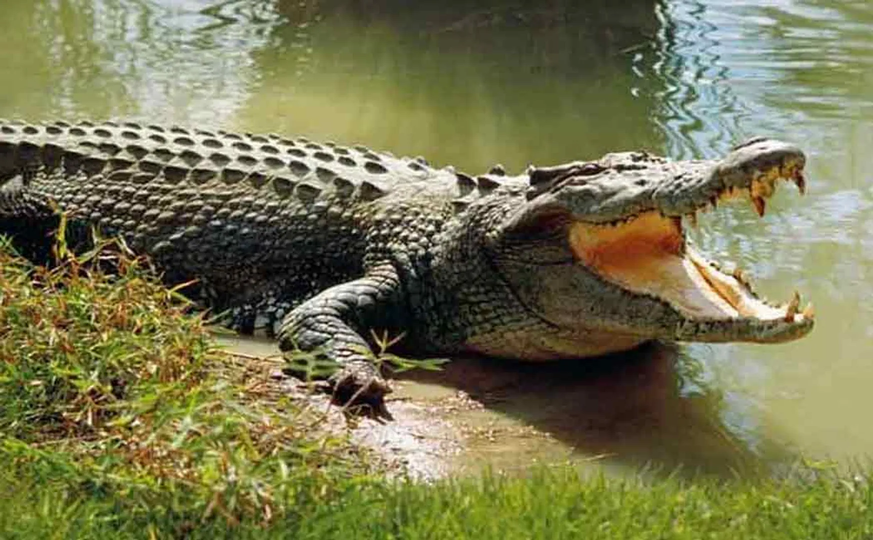 ariyalur meensurutty village paddy garden crocodile incident