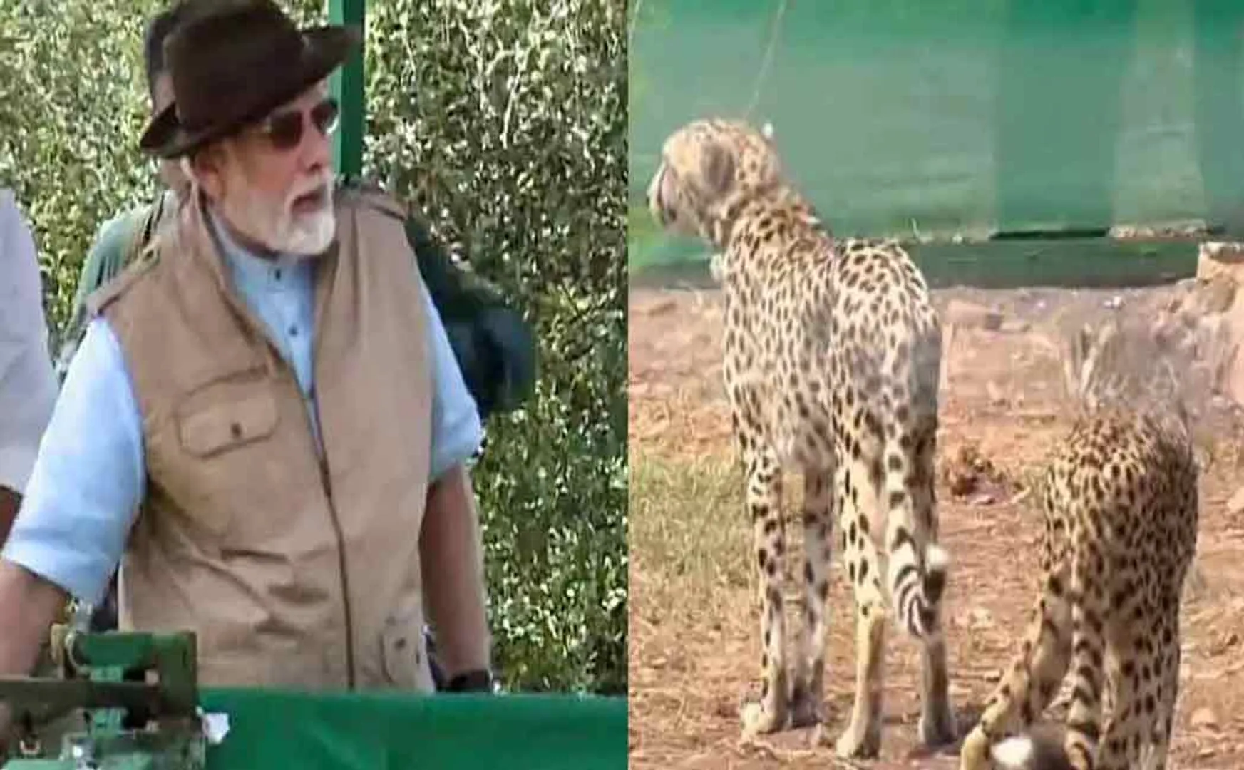 african breed leopard madhya pradesh kuno national park incident
