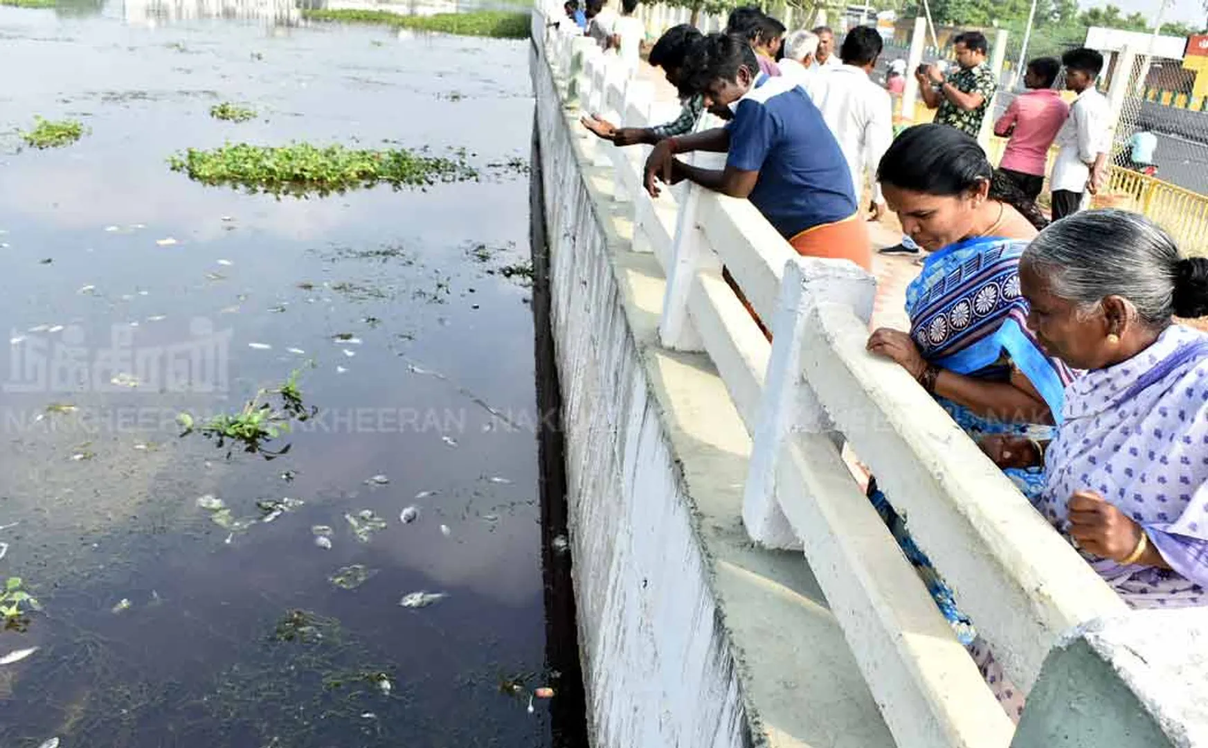 There is a stir due to floating fish.... Officials are investigating..!