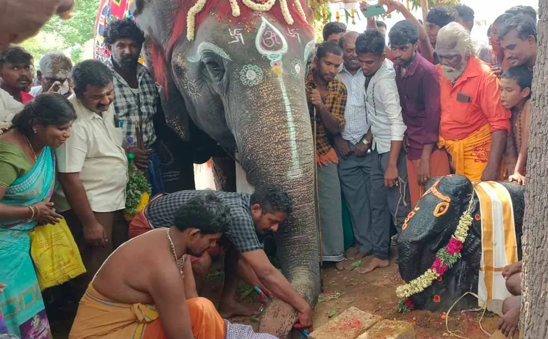 elephant that took soil to Chithirai festival