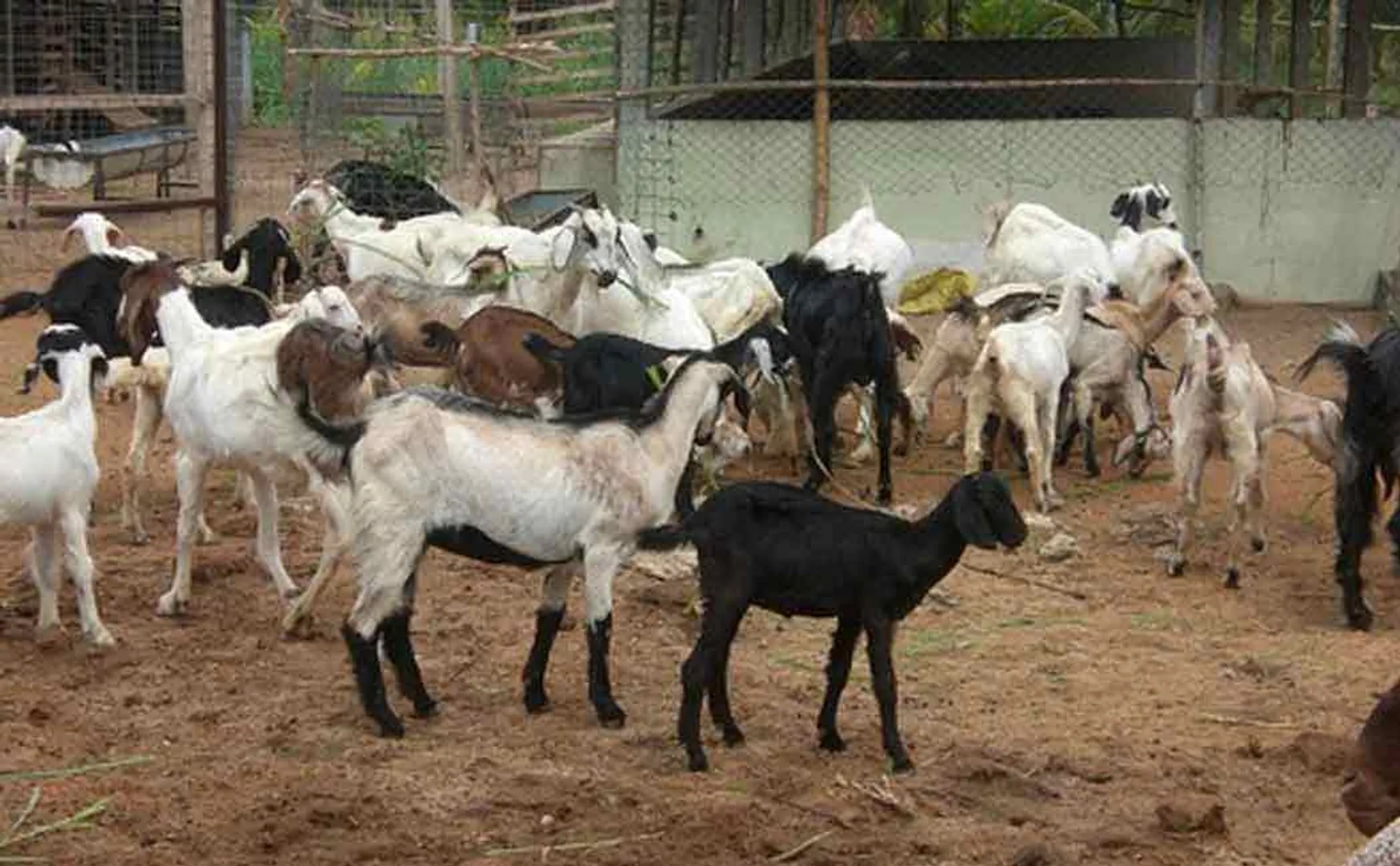 chinnasalem thottampatti village goat unknown animal incident 