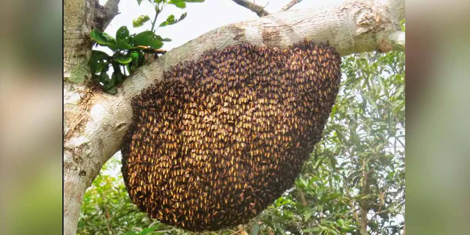  honeybees