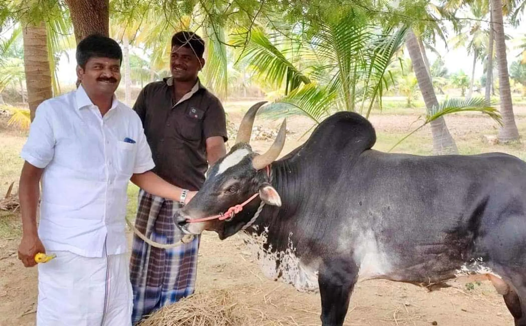 Ex-minister Vijayabaskar bull seriously injured at Vaadivasa