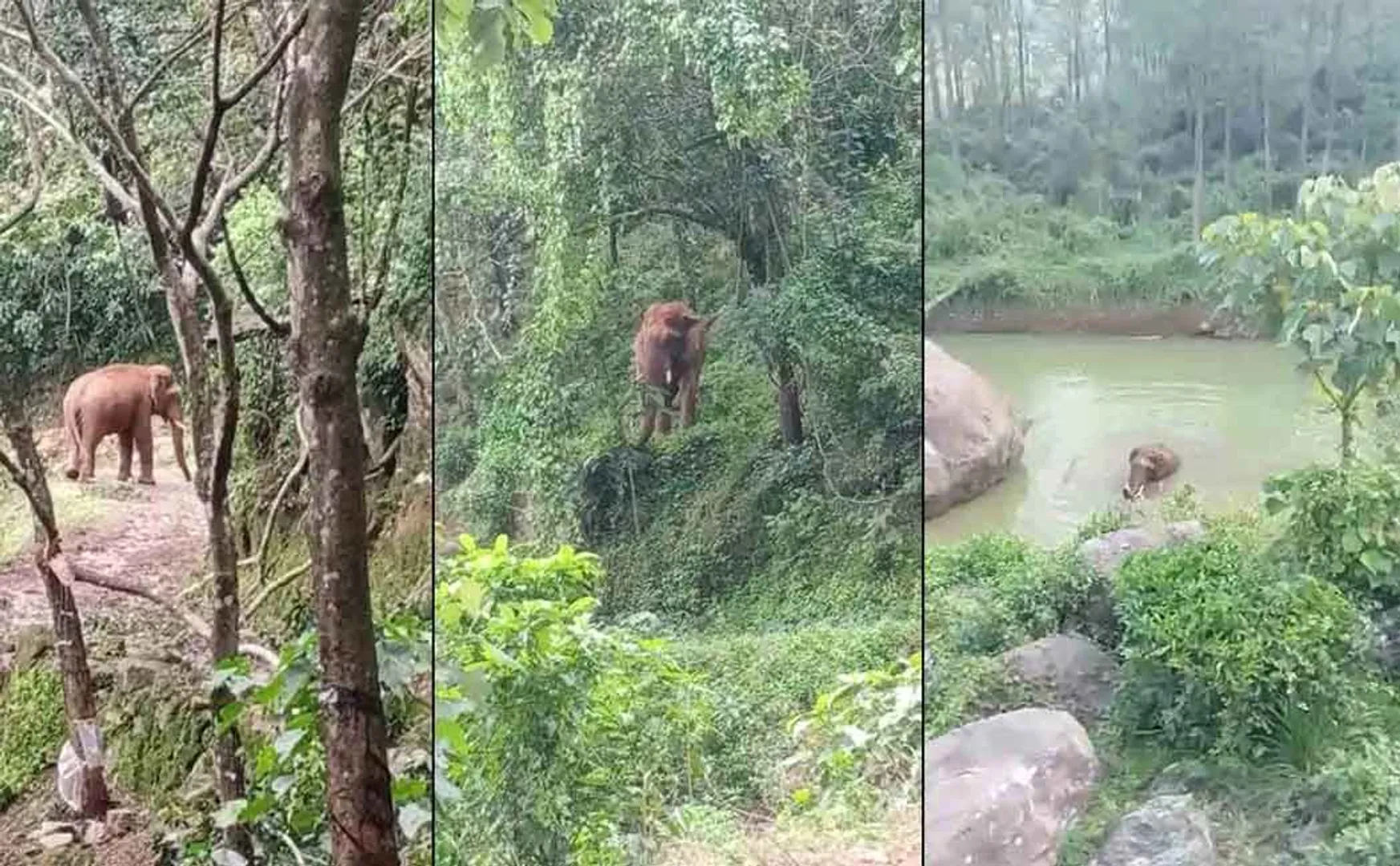 wild elephant can bathe in water under the influence of heat