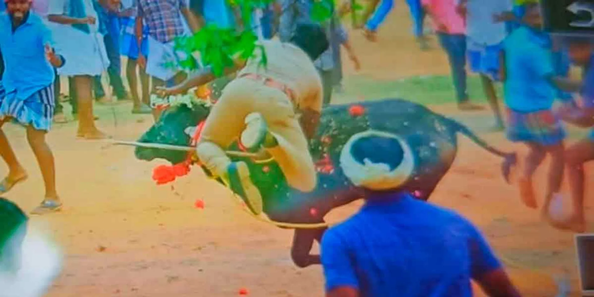 2 people, including policemen, were lost their live when a bull was thrown away in Manjuvirat; 50 people were injured