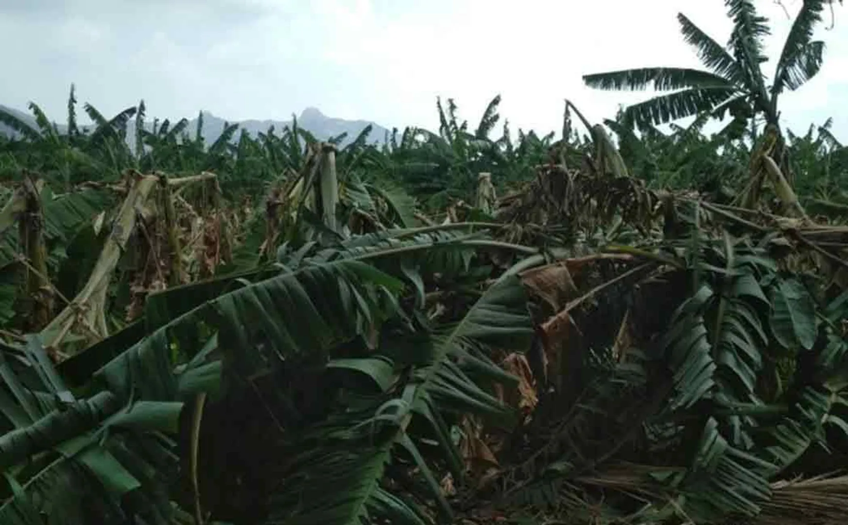 summer rain affected banana tree erode district farmer issue