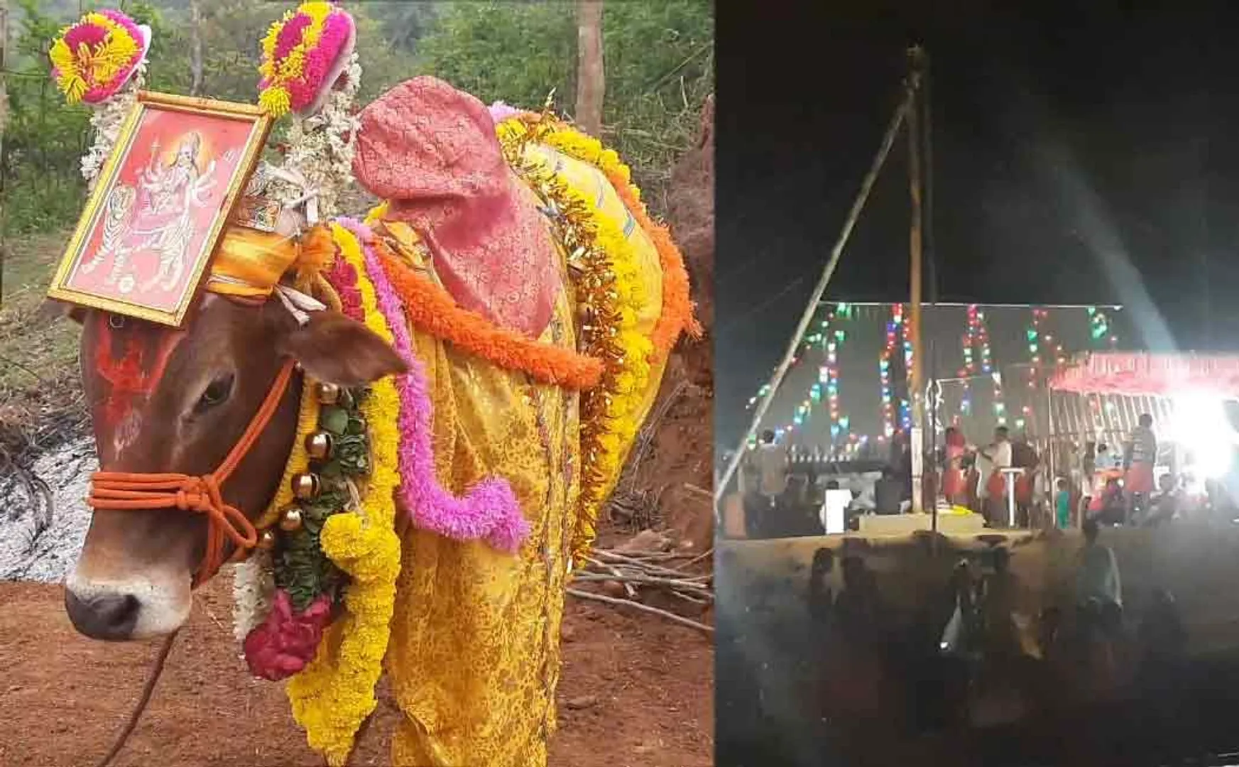 vellore anaikattu festival after twenty years ago ox given permission 