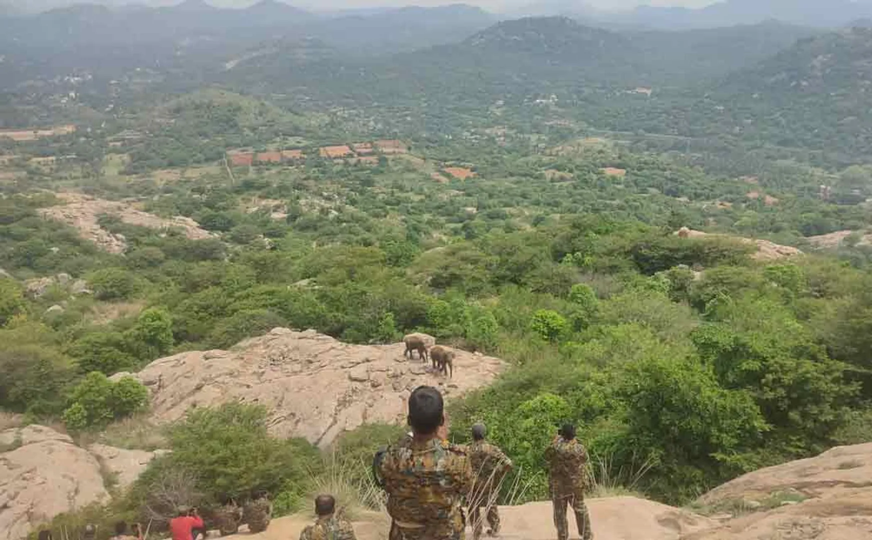 dharmapuri elephants moved krishnagiri andhra thirupattur return