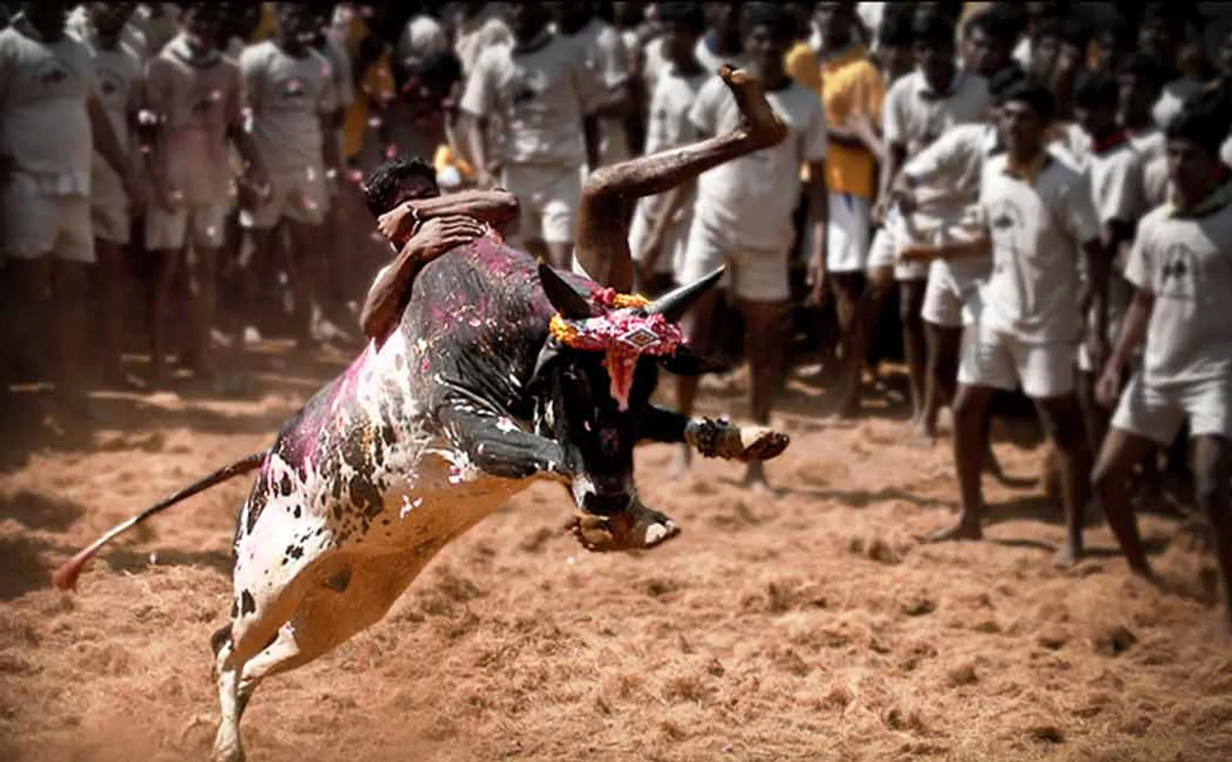 Supreme Court has ruled that Jallikattu is not prohibited
